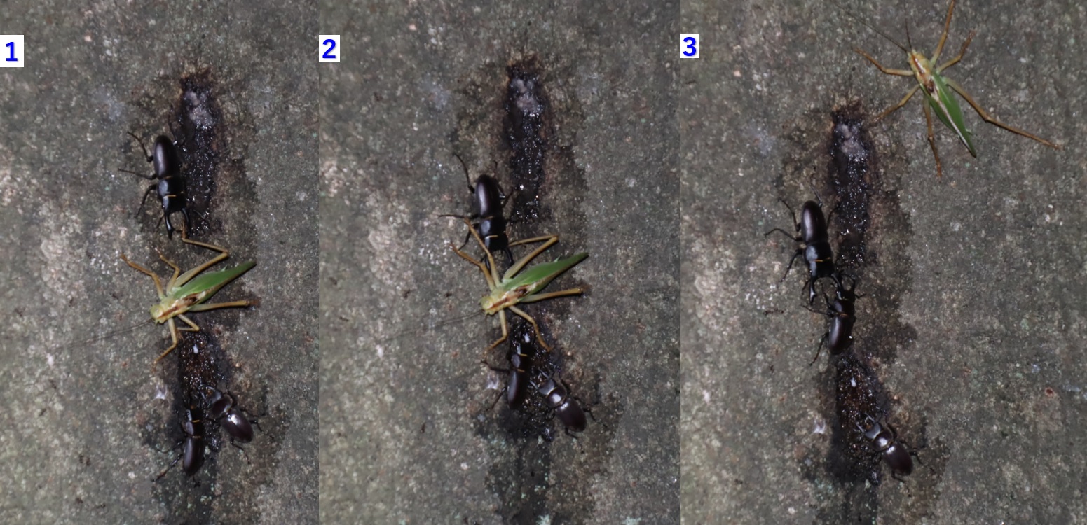 コクワガタの集団 vs ヤブキリ_シラカシ_2023年6月29日19時45分気温29.3度